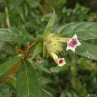 Strobilanthes schomburgkii (Craib) J.R.I.Wood